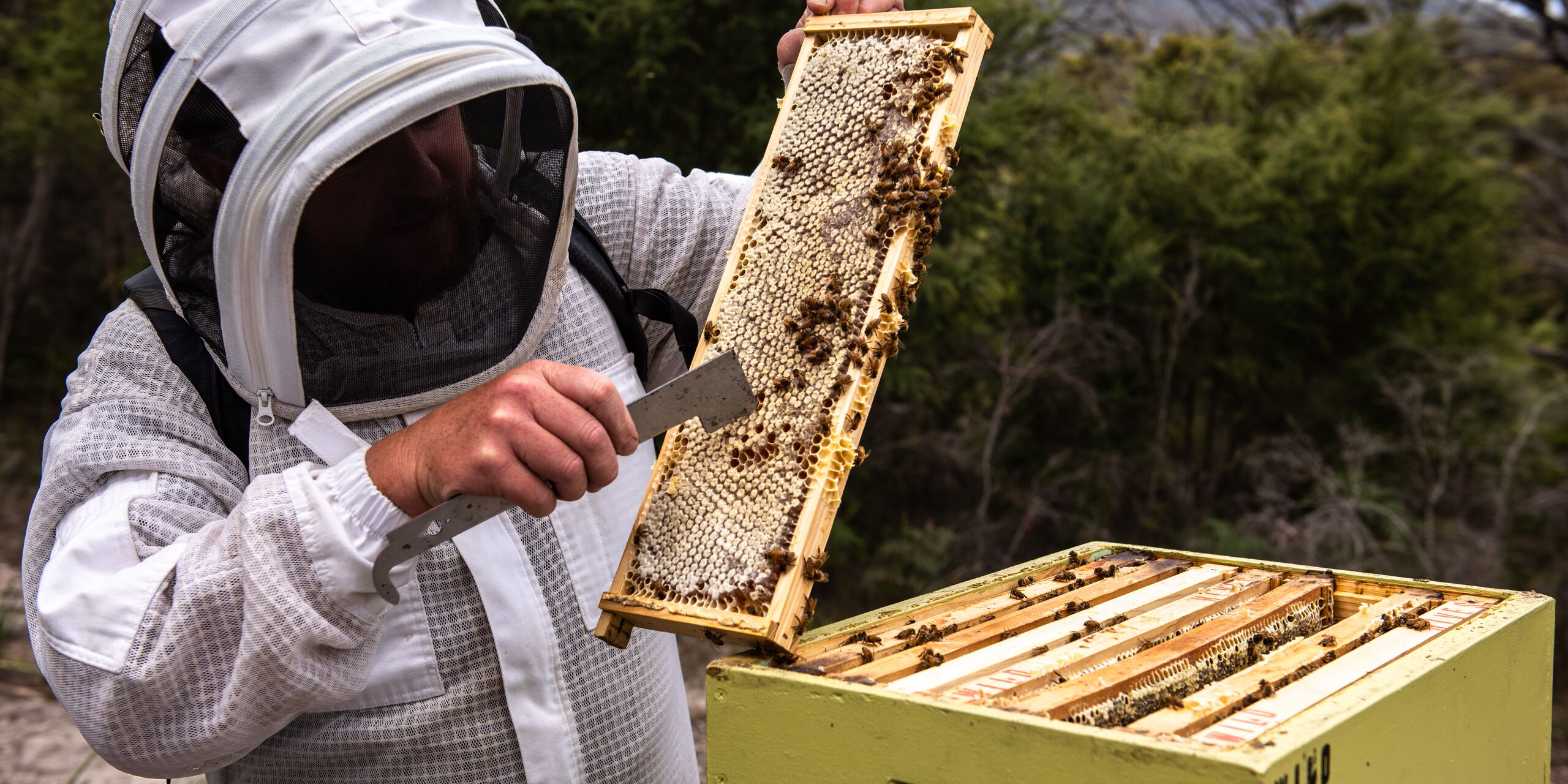 Bee Keeping 37