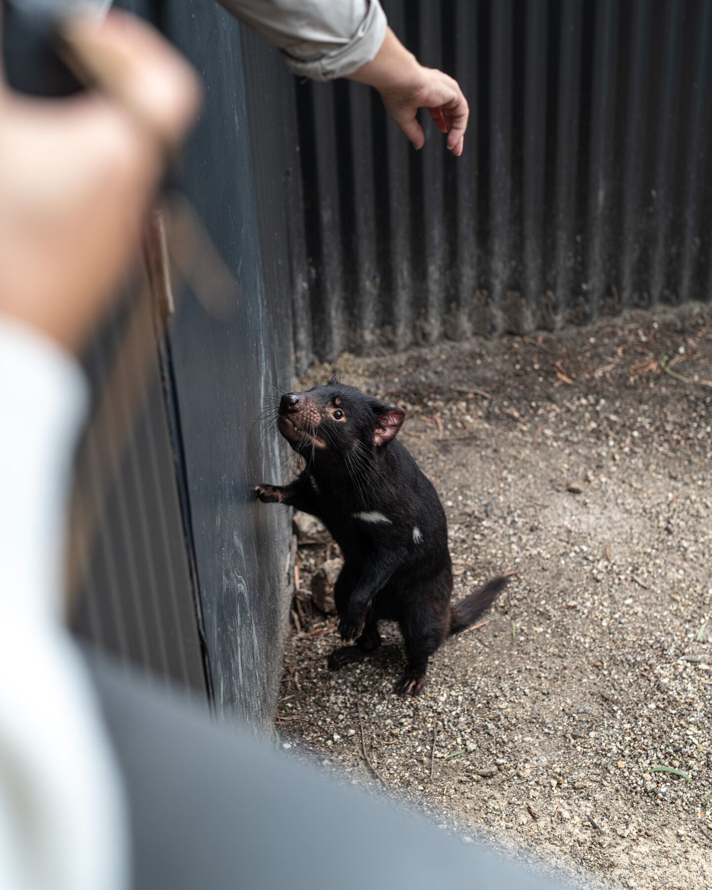 Tasmanian Devils