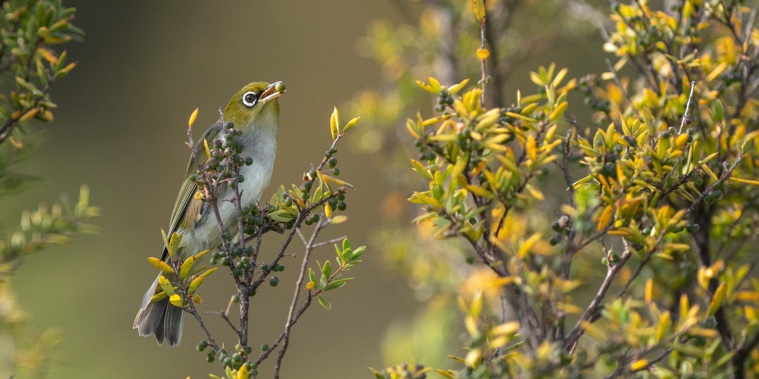 Saffire Wildlife 11
