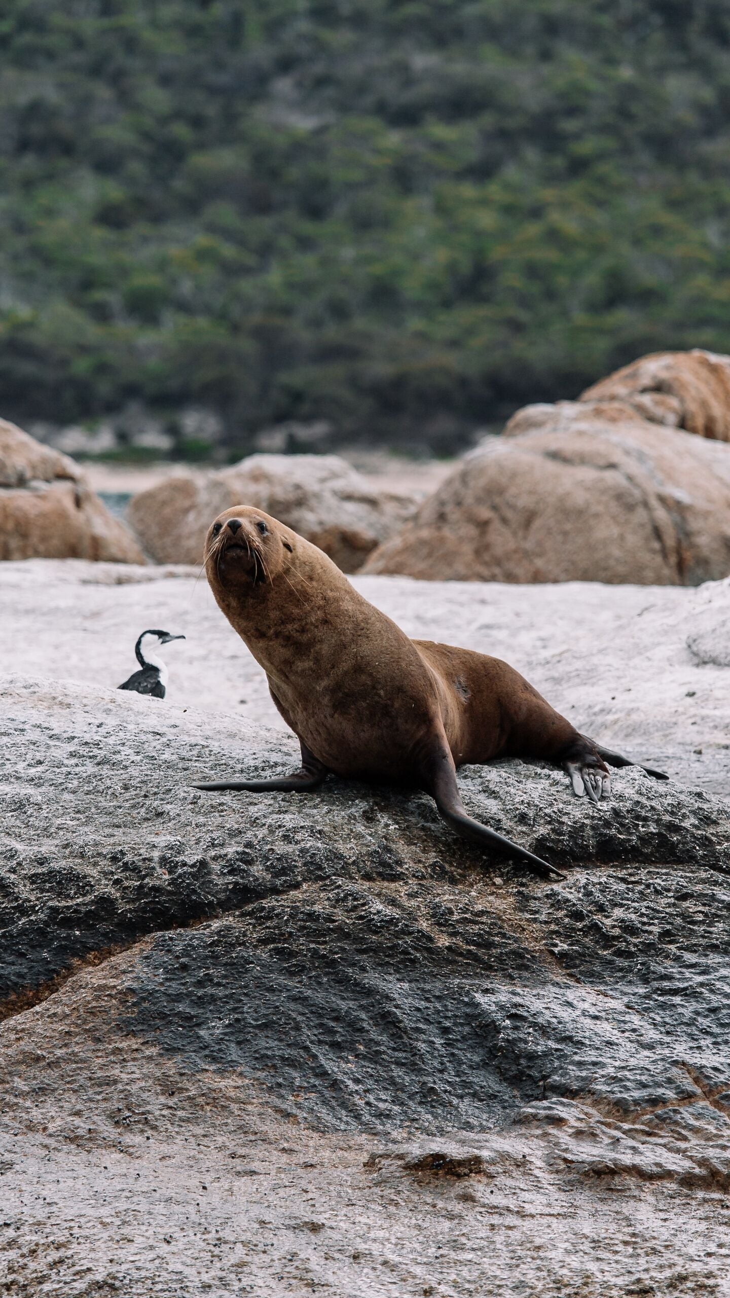 Saffire Wildlife 34