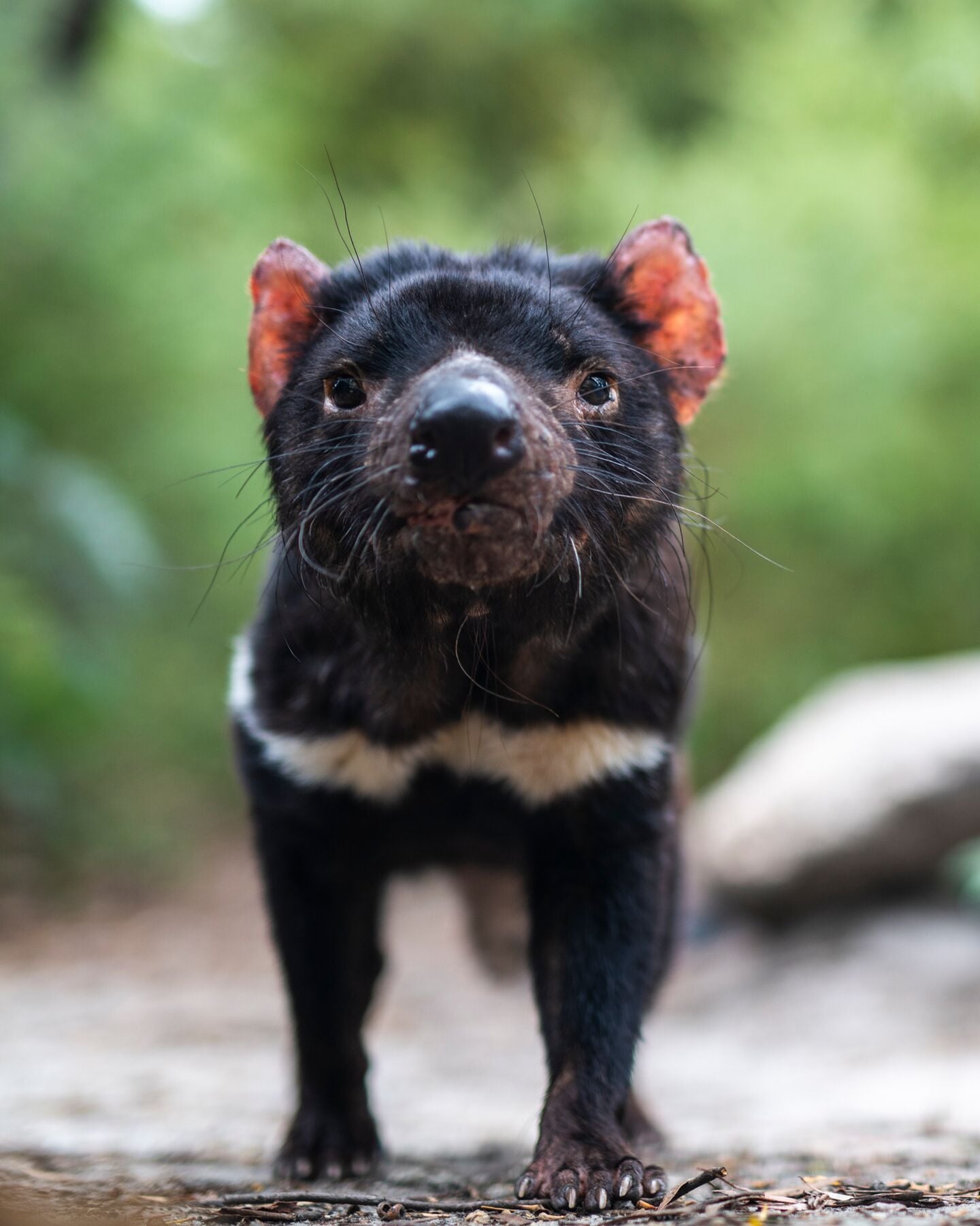 Tasmanian Devils