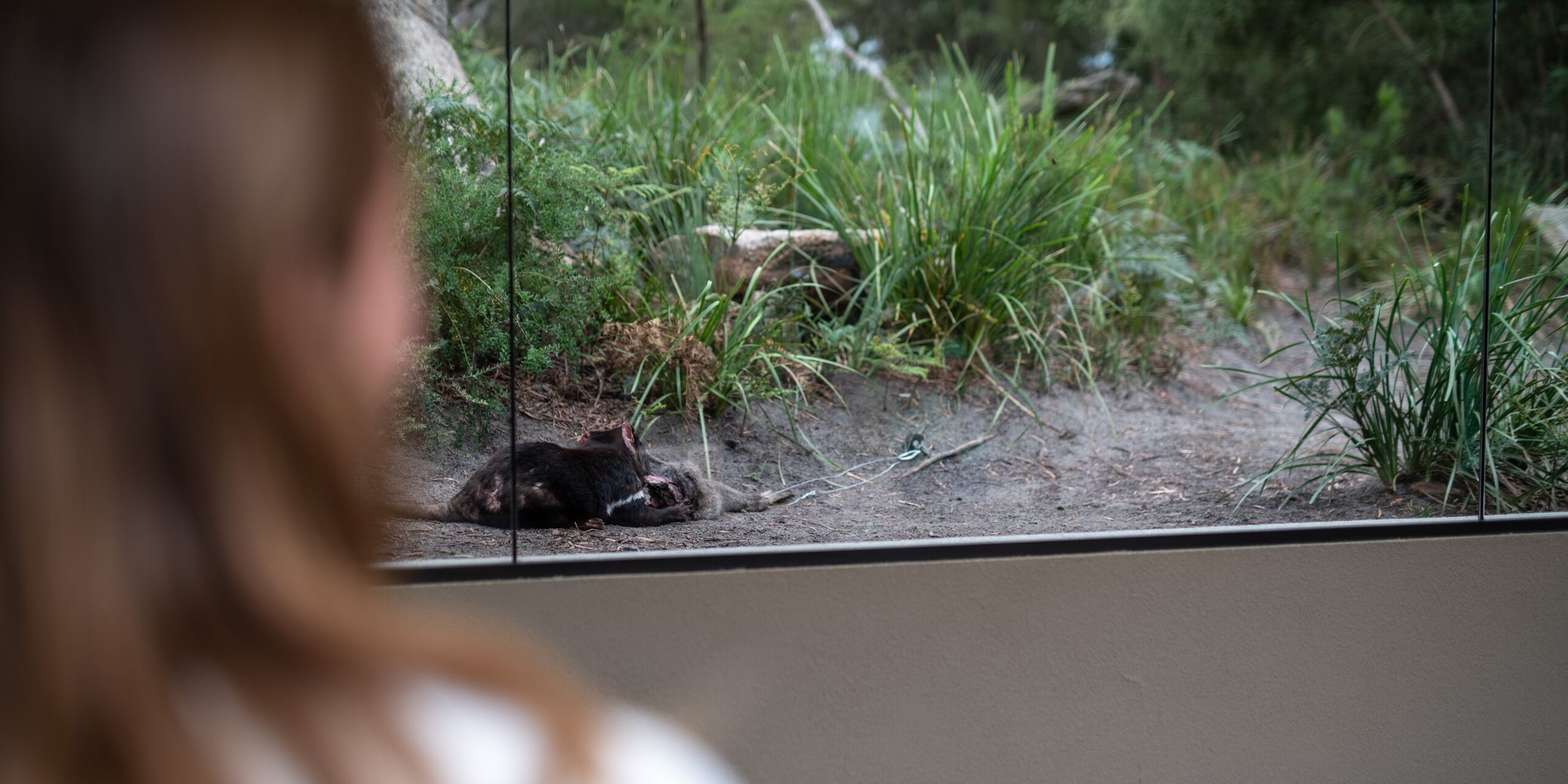 Tasmanian Devils
