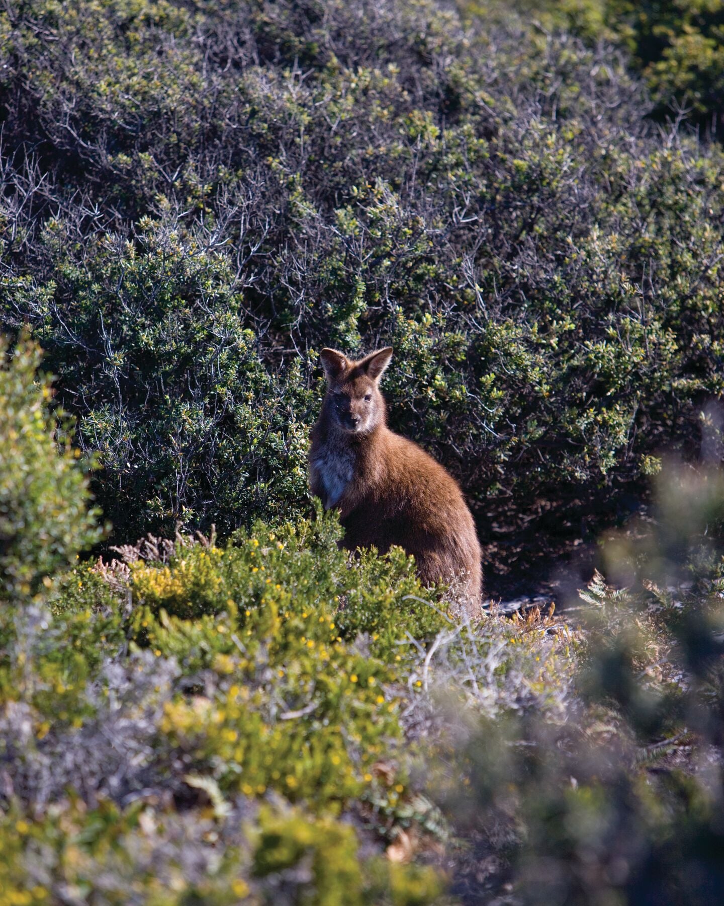Saffire Wildlife 02