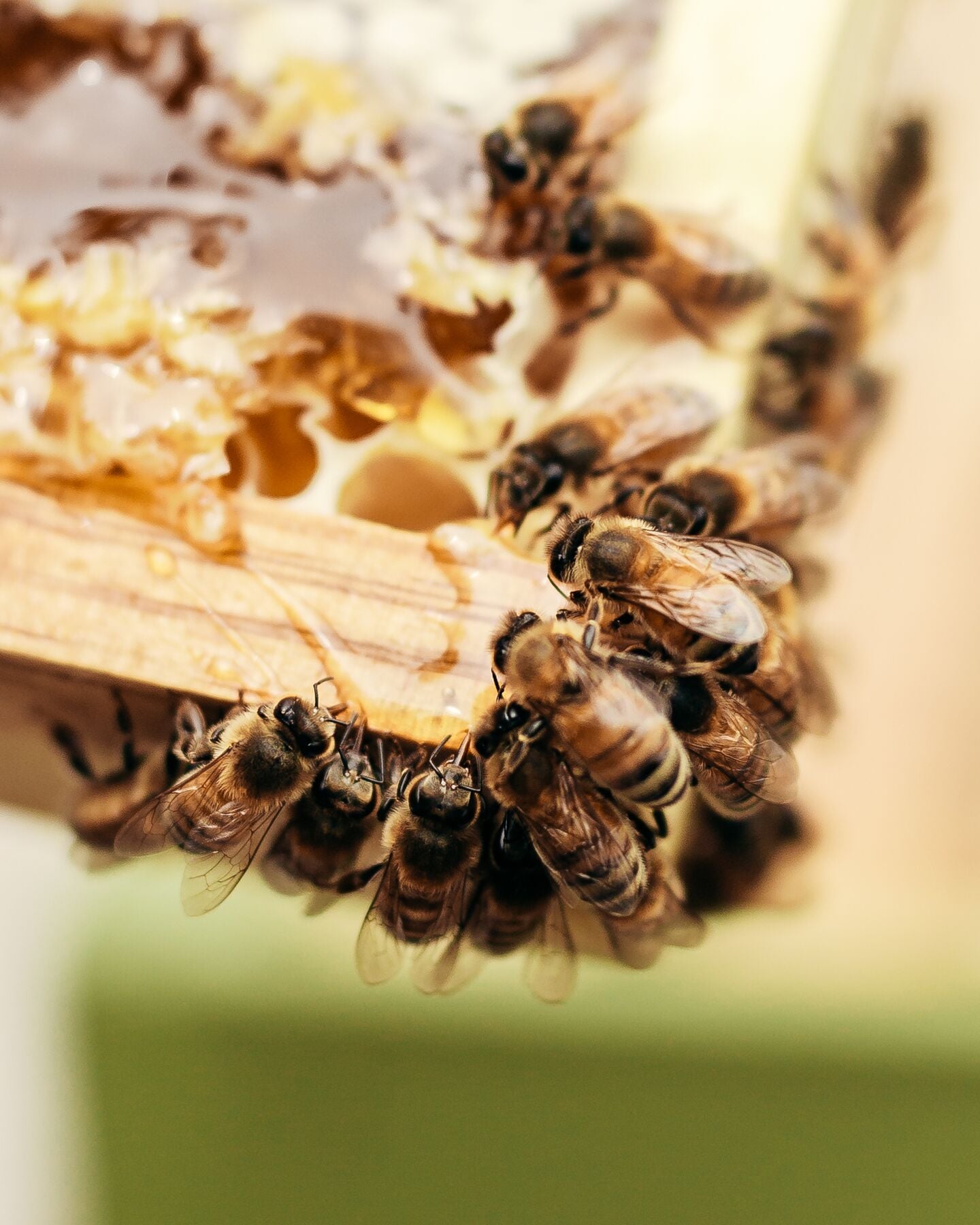 Bee Keeping 08