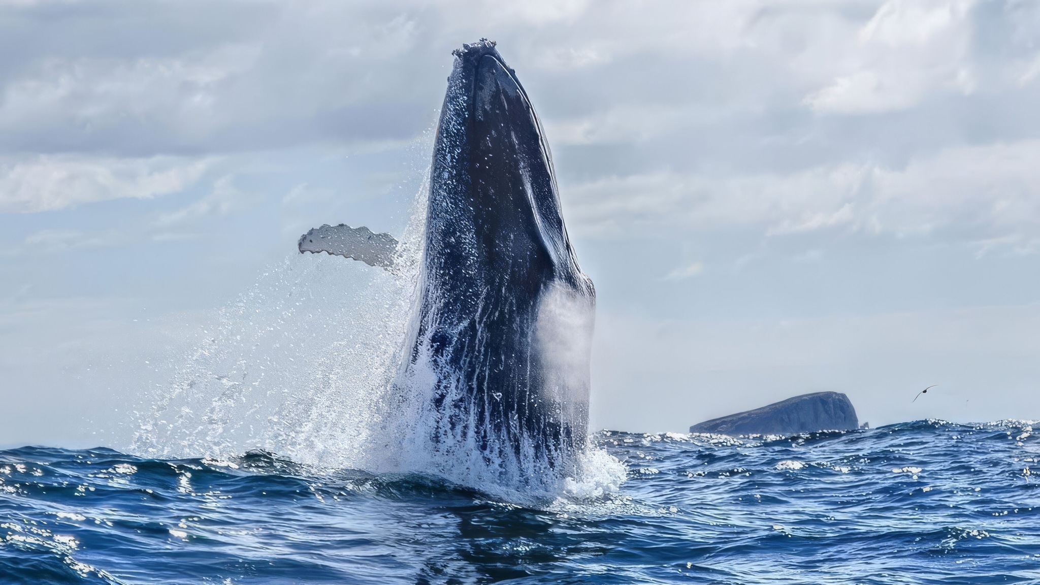 Whale breaching water Tasmania